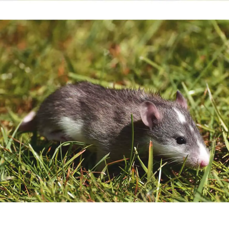 Can Pet Rats Get Fleas - If you're noticing your pet rat scratching more than usual, here's what you need to know about fleas in pet rats!