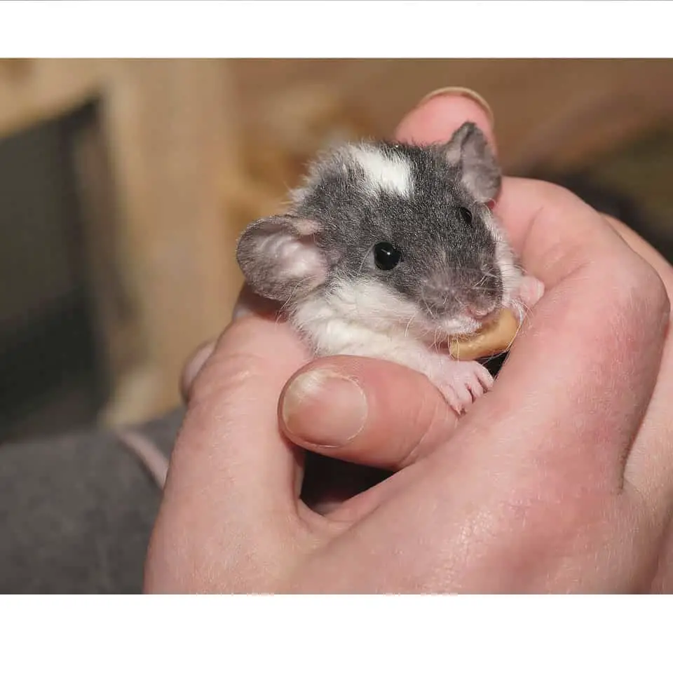 Can Pet Rats Make You Sick - These adorable rodents actually don't carry a lot of diseases that hurt humans, but there are exceptions!