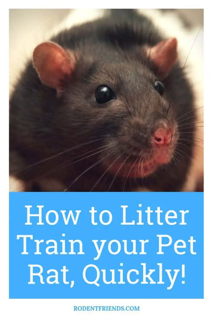 How To Litter Train Your Pet Rats Quickly - A Step By Step Guide On Training Your Pet Rat To Use The Bathroom!