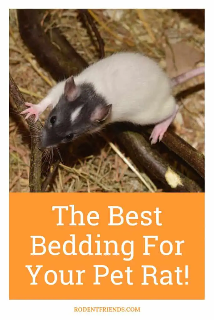 The Best Bedding For Pet Rats - The best choices for pet rat beddings, and what not to use!