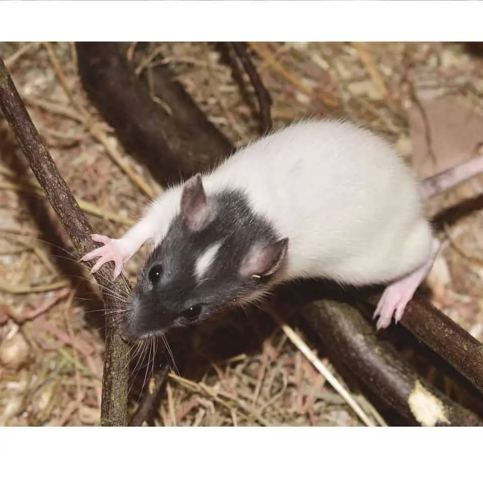 The Best Bedding For Pet Rats - Rats need some proper bedding! Here's the best bedding for pet rats, and what you shouldn't use!