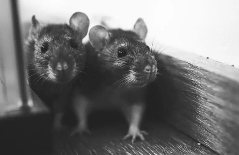 One big pro of owning a pet rat is.. well they're just adorable! Look at those little faces!
