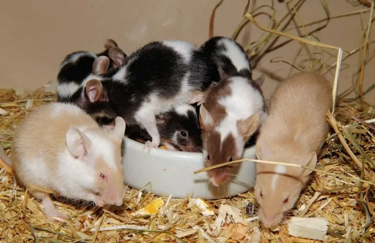 There are all sorts of pet rat breeds, look at all those colors as well!