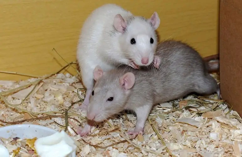 Pet rats love having their buddy nearby. As well as their owner! Pet rats are very social.