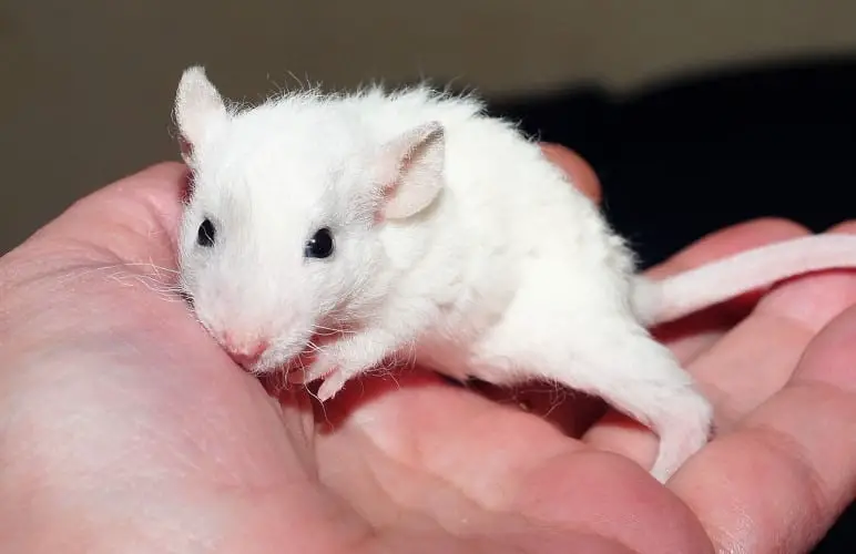 Pet rats are actually very affectionate pets! They like to snuggle and play a lot.