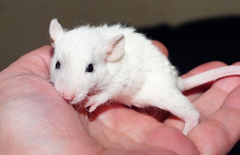 Pet rats are actually very affectionate pets! They like to snuggle and play a lot.