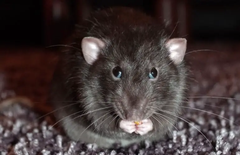 Pet rats make a very interesting motion with their eyes (boggling) and bruxing their teeth when they're really happy!
