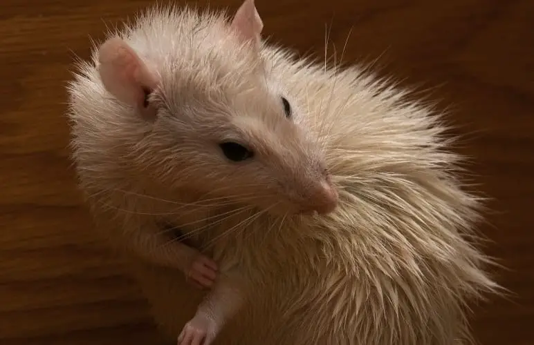Pet rats are constantly cleaning themselves, almost like cats! They also rarely need an actual bath.
