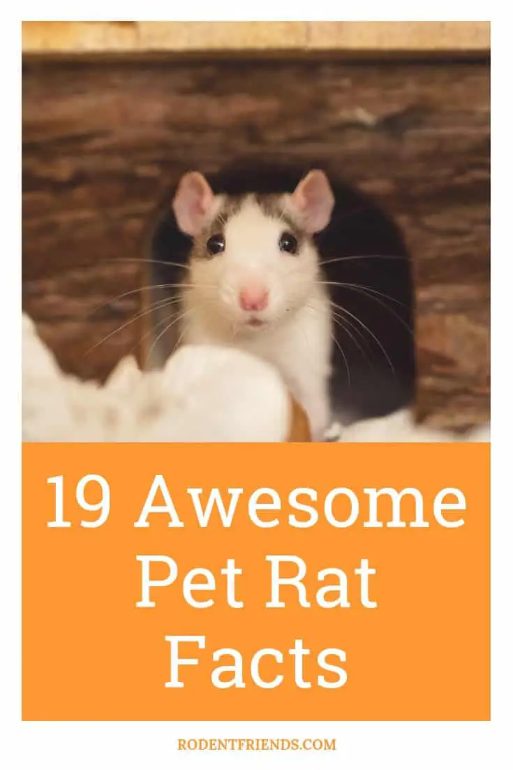 19 Awesome Pet Rat Facts - Interesting Pet Rat Facts that you didn't know about!