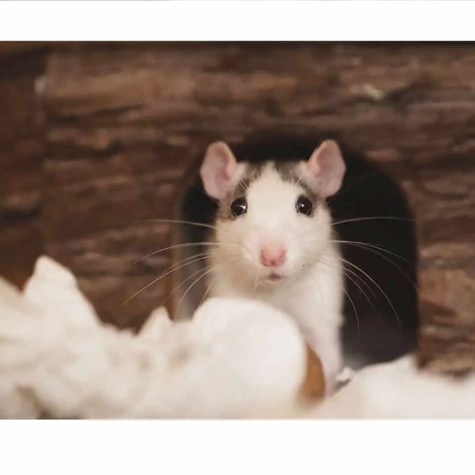 19 Awesome Pet Rat Facts - Facts for rodent lovers!