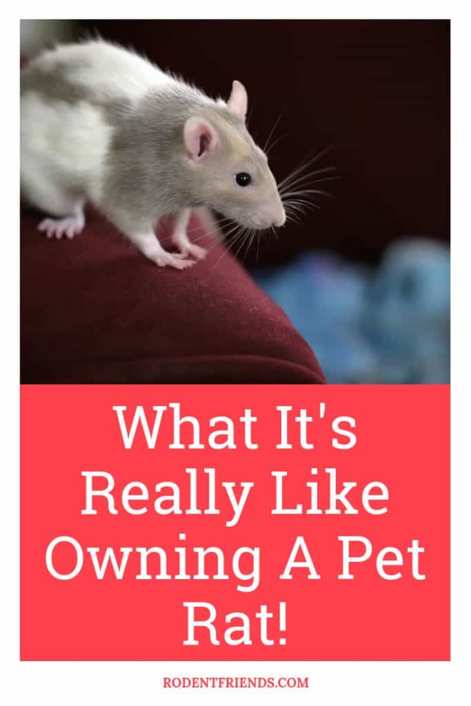 What Its Really Like Owning A Pet Rat - Pet rats have many pros and cons! Here's how it's actually like owning a pet rat.