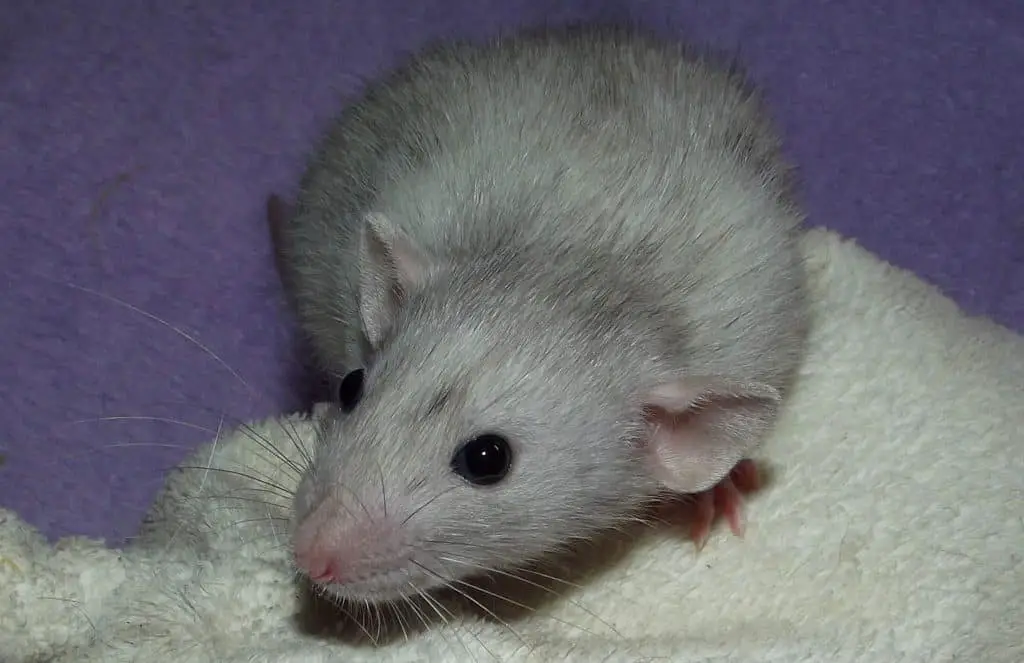 Pet Rat during the day are pretty quiet.