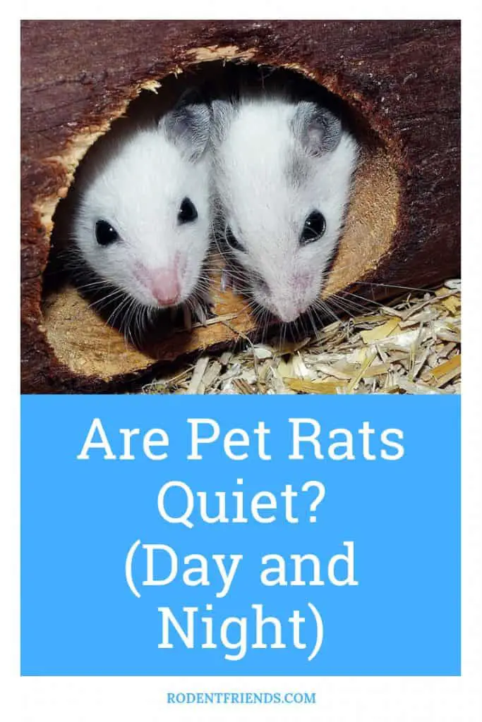 Are Pet Rats Quiet During The Day And Night - Pinterest Cover