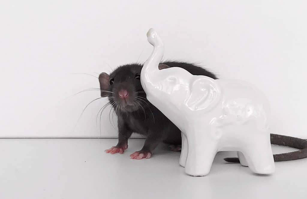 Treating Your Pet Rat for sneezing - rodent friends