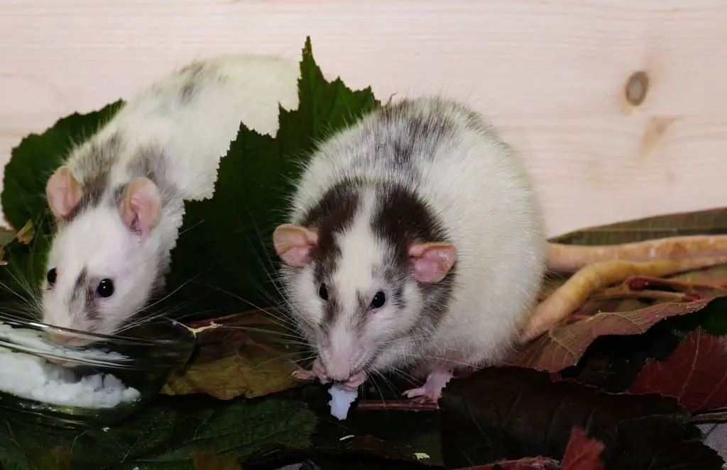 pet rats chewing some treats