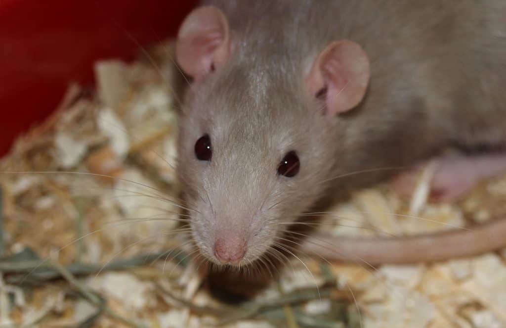 Pet rat resting in their bedding