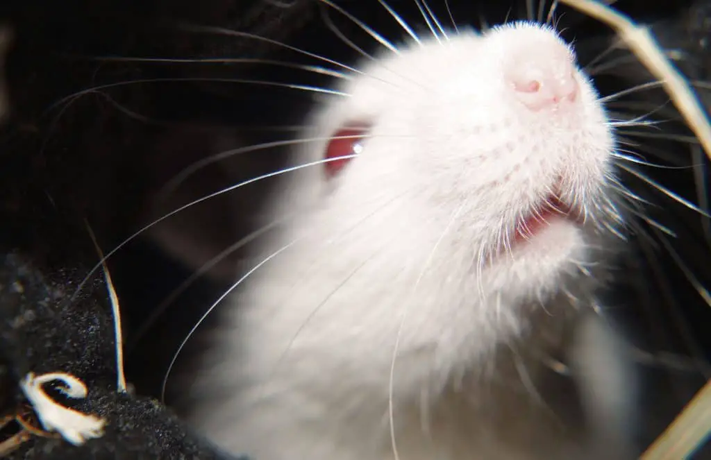 Albino pet rat in the post about yawning pet rats