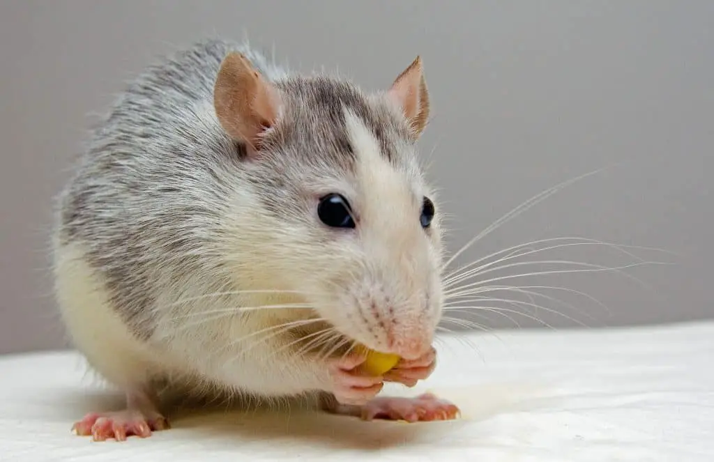 Pet Rat chewing on a treat, overgrown teeth image