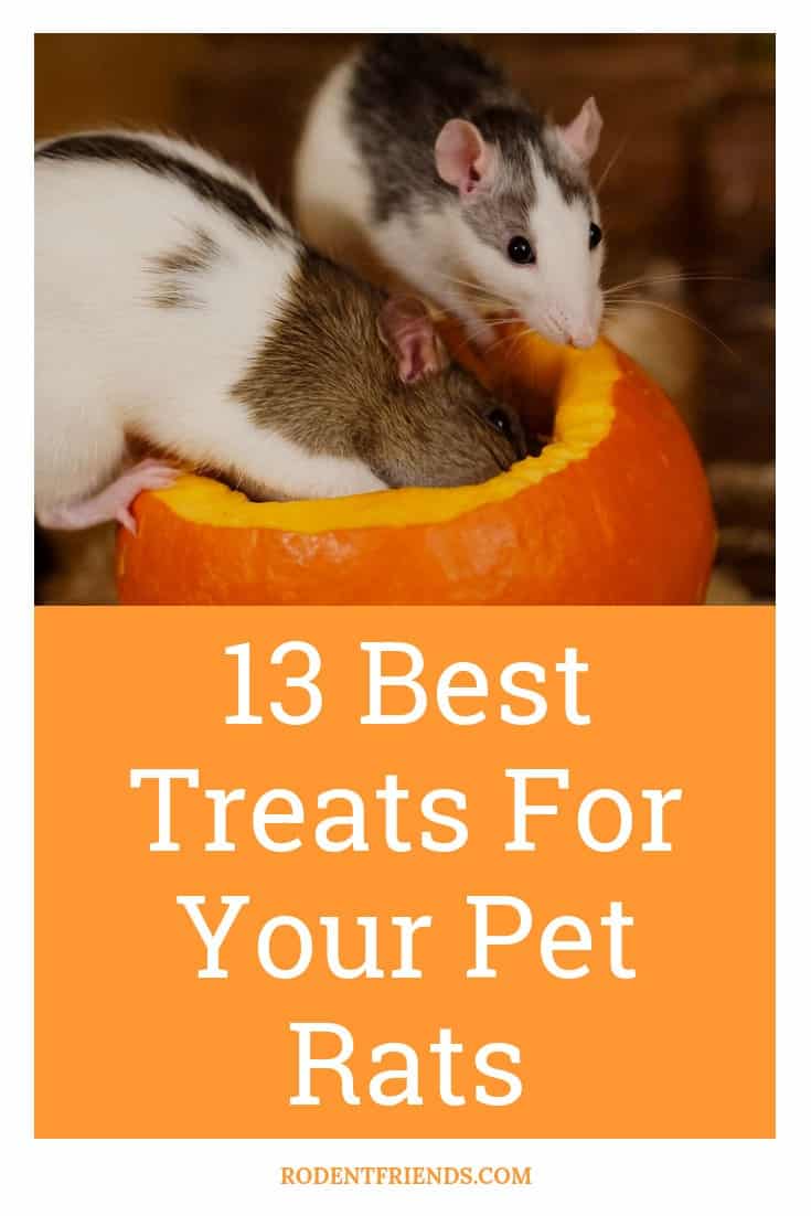13 Best Treats For Your Pet Rats (Healthy And Irresistible!)