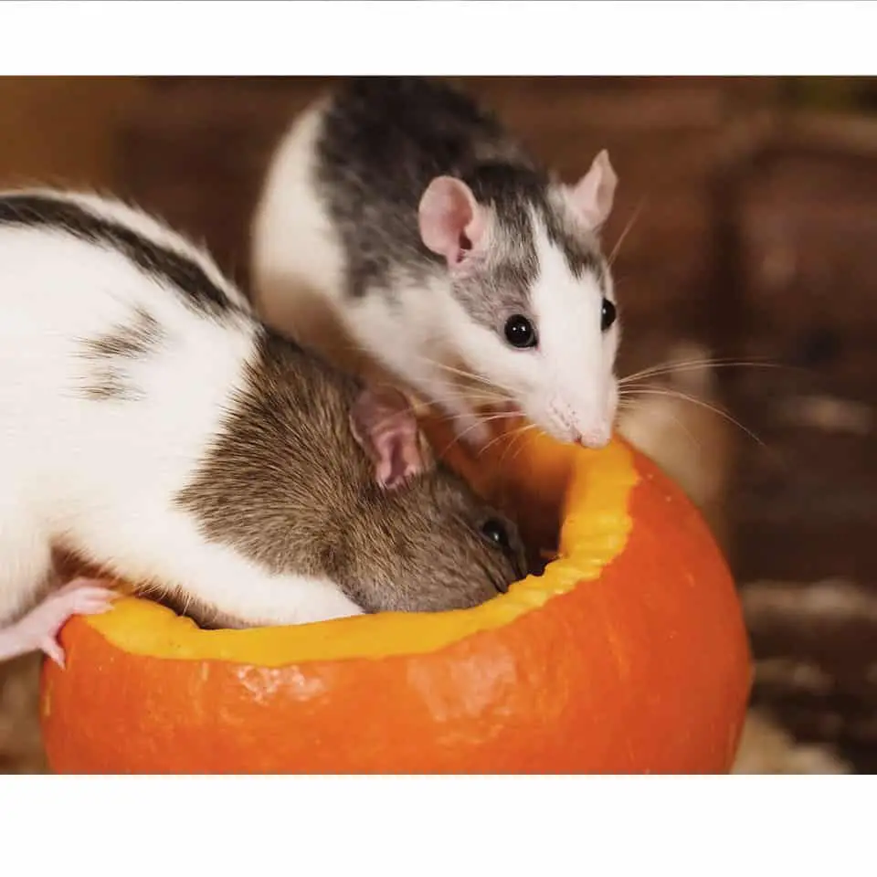 Cover image of the article about the best pet rat treats on rodent friends!