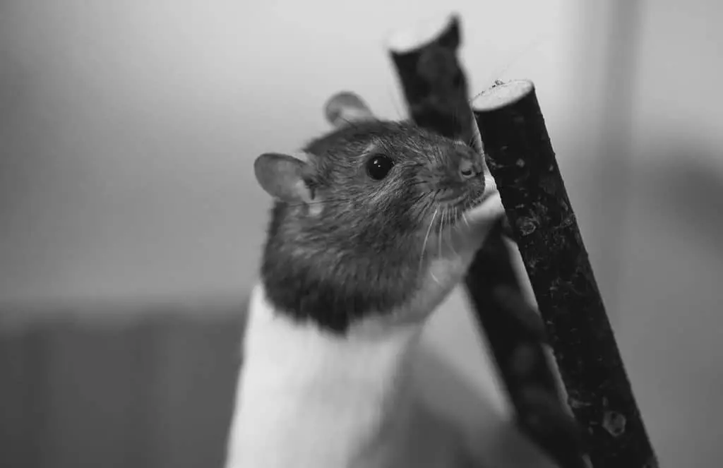 Pet Rat climbing a wooden ladder