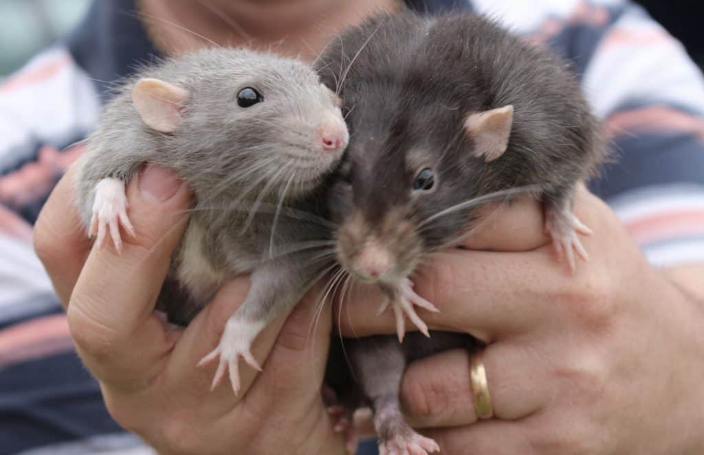 Two pet rats being held