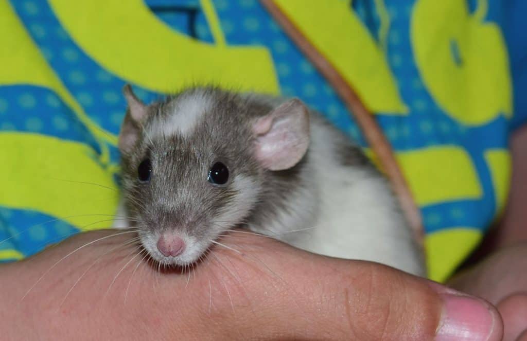 Tiny Baby Rath ready for his teeth trimming at home