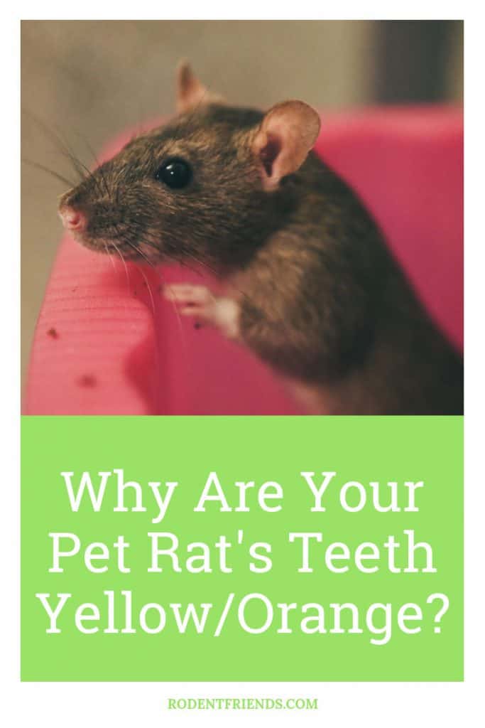 Cover for rodent friends article about why are pet rats teeth yellow or orange