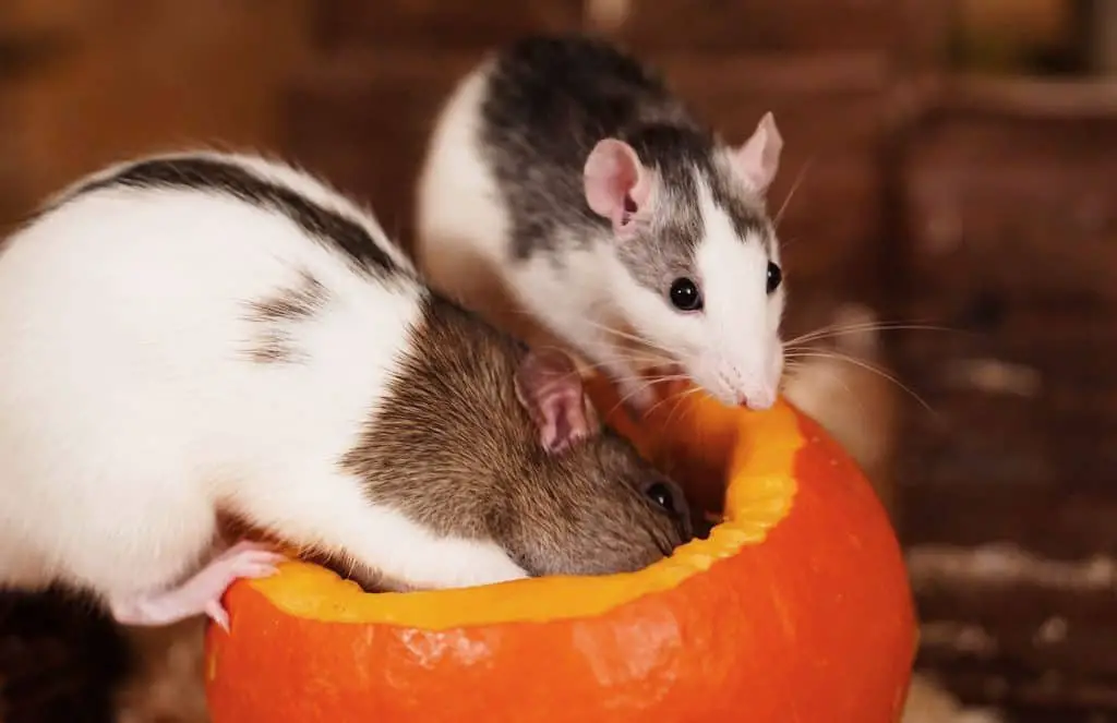 pet rats enjoying a pumpkin treat