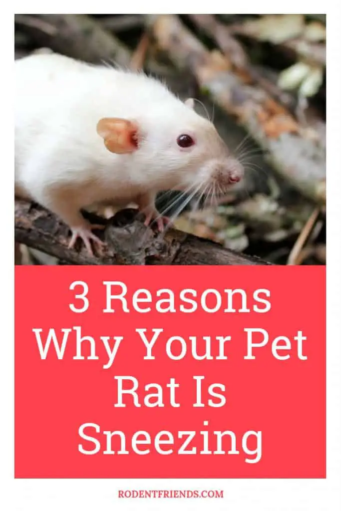 3 Reasons Why Your Pet Rat Is Sneezing Pinterest