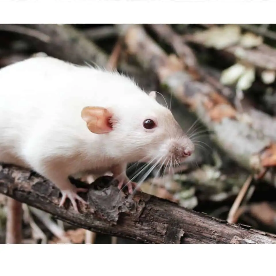 3 Reasons Why Your Pet Rat Is Sneezing Thumbnail