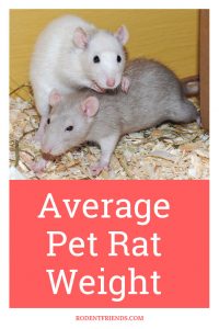 Average Pet Rat Weight And Nutrition Tips! - Rodent Friends