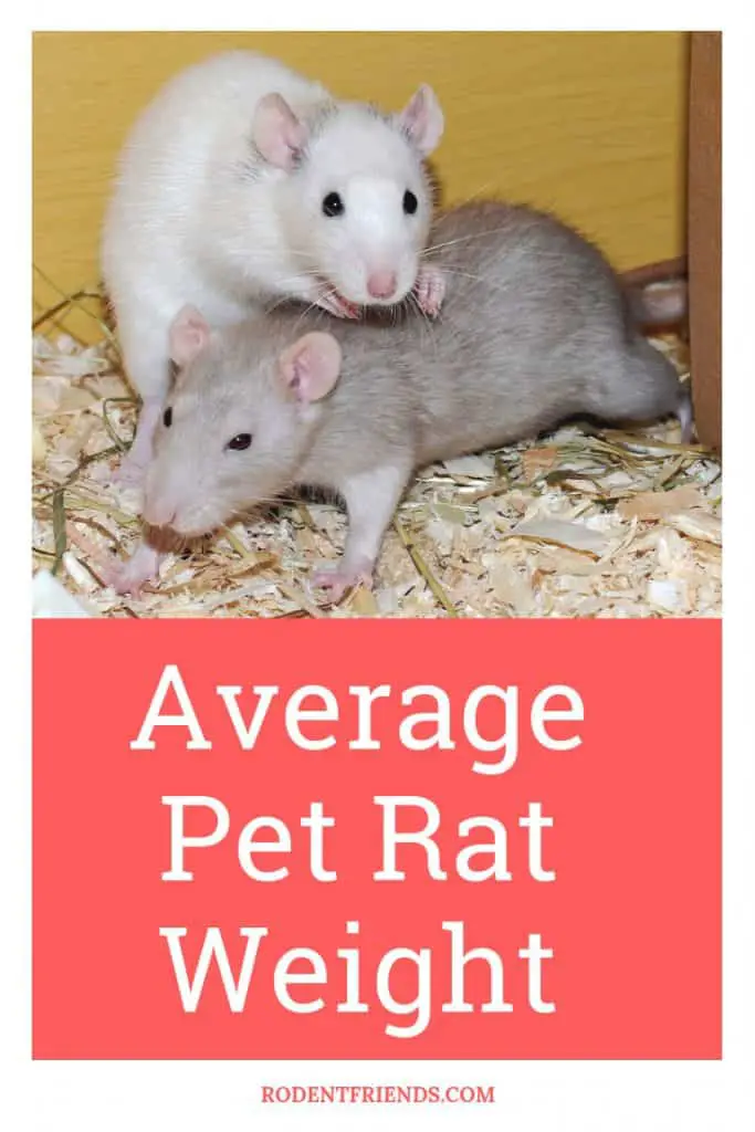 Pinterest Cover For Average Pet Rat Weight Post