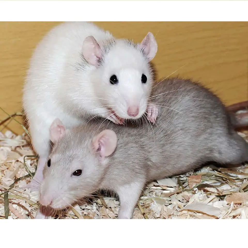 Pet rats cover for the average pet rat weight article