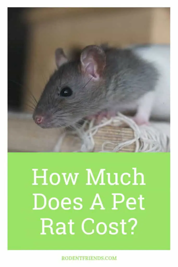 How Much Does A Pet Rat Cost Pinterest Cover