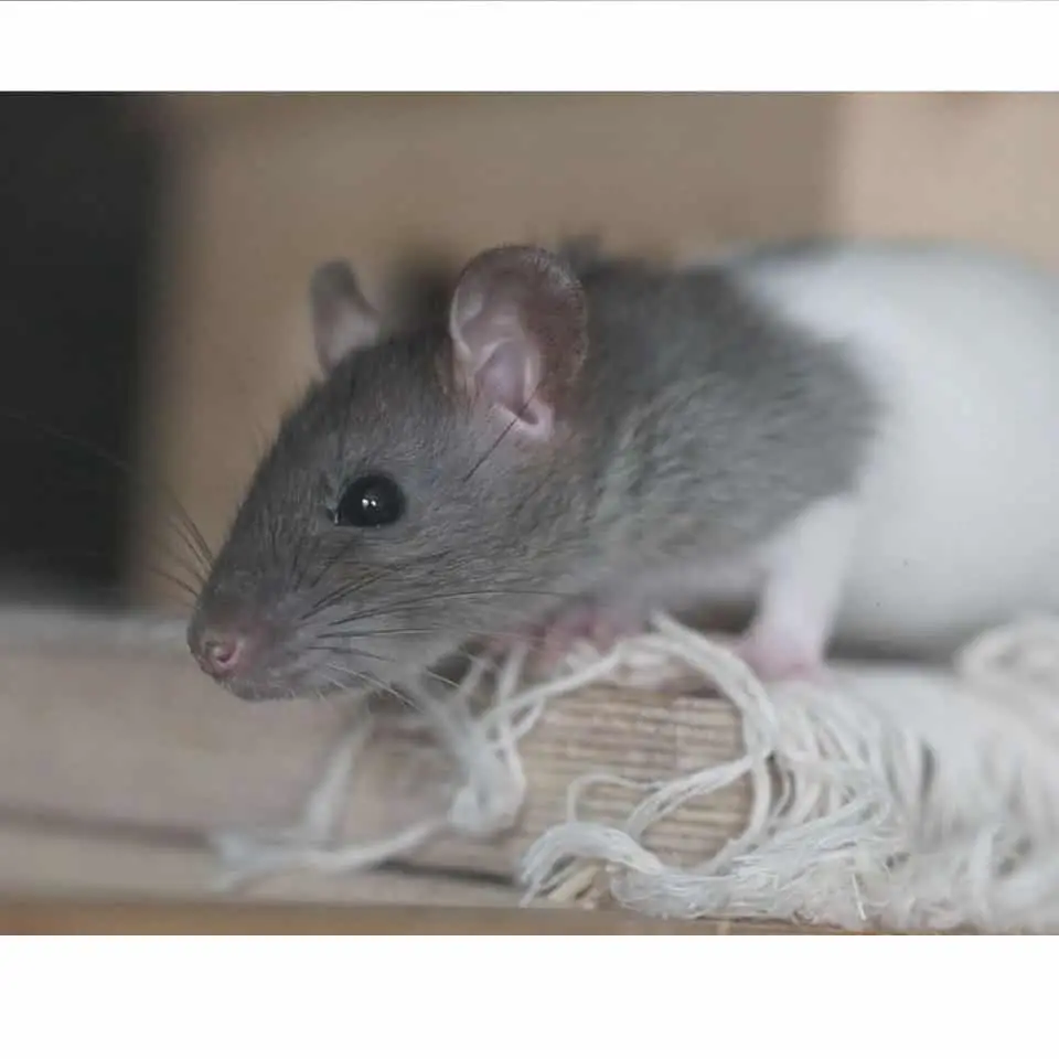 How Much Does A Pet Rat Cost Thumbnail