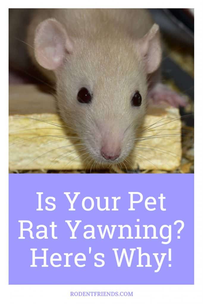 Is Your Pet Rat Yawning A Lot Pinterest