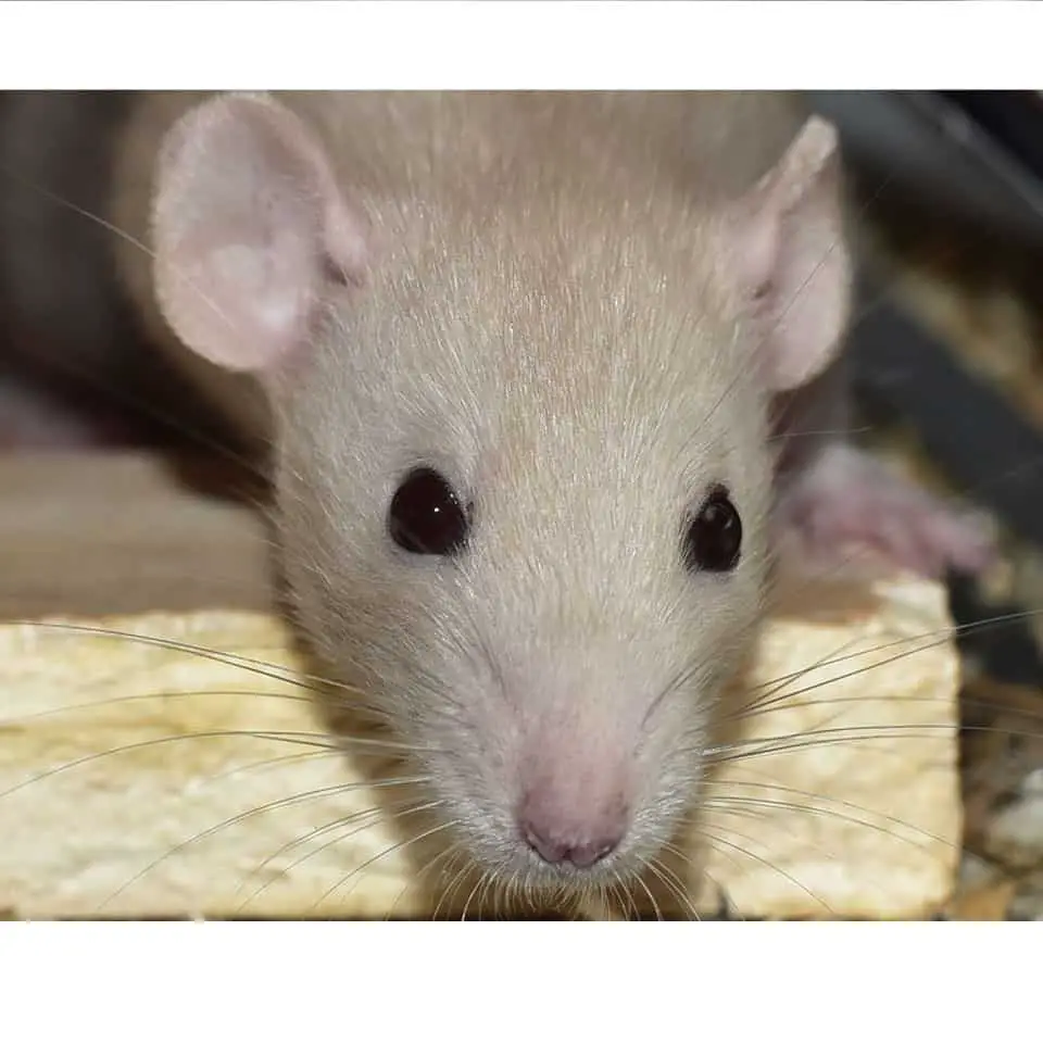 Is Your Pet Rat Yawning A Lot Thumbnail