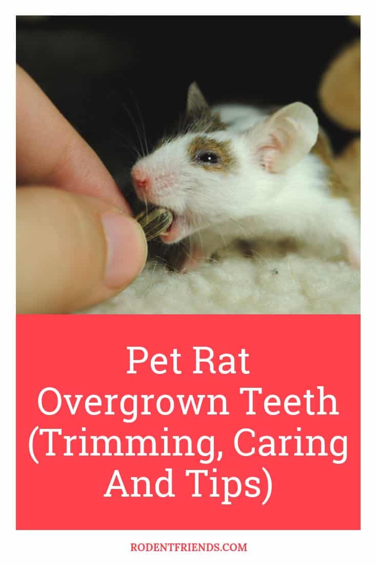 Pet Rat Overgrown Teeth (Trimming, Caring And Tips) Rodent Friends