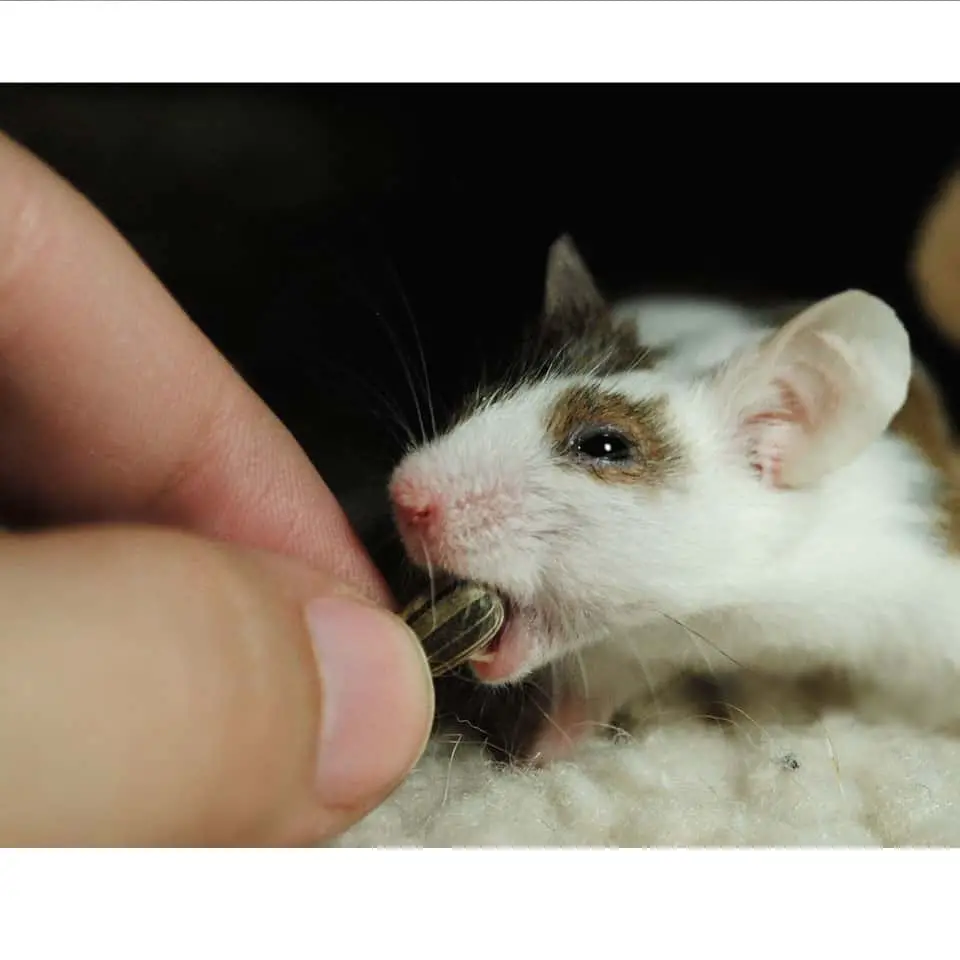 Pet Rat Overgrown Teeth Thumbnail