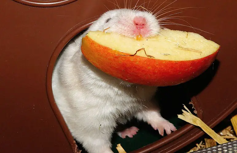 Pet rat eating a healthy snack