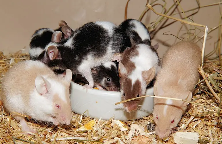 Homemade Grain Mixes is a wonderful recipe for pet rats!