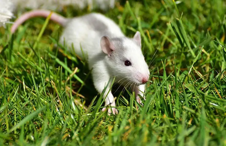 Healthy pet rat on grass!