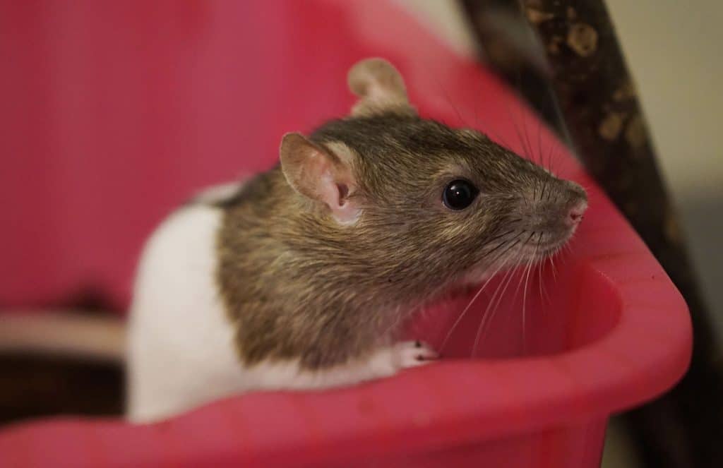 A Digging box is a great accessory to have in your pet rat cage