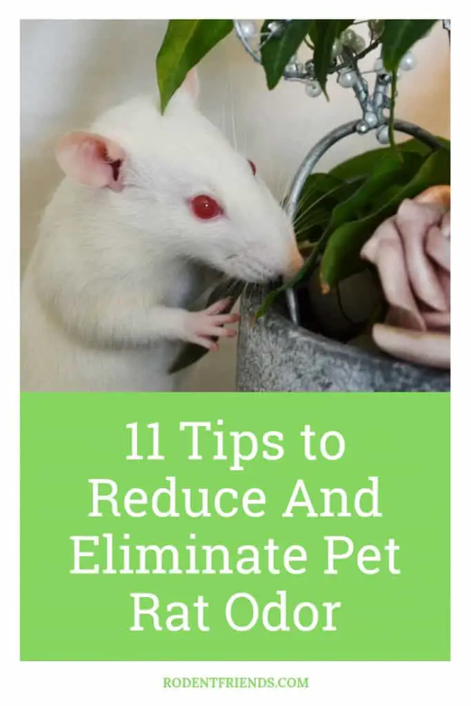 11 Tips to Reduce And Eliminate Pet Rat Odor In Your Home Pinterest