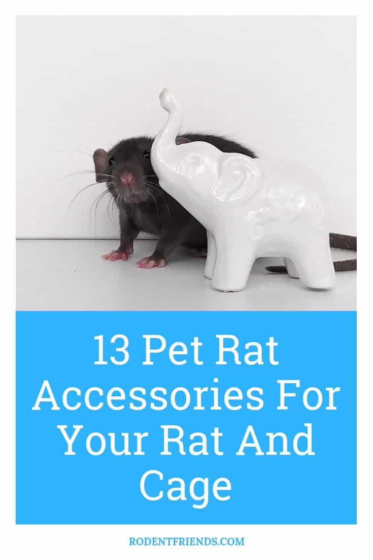 13 Pet Rat Accessories For Your Rat And Cage! Rodent Friends