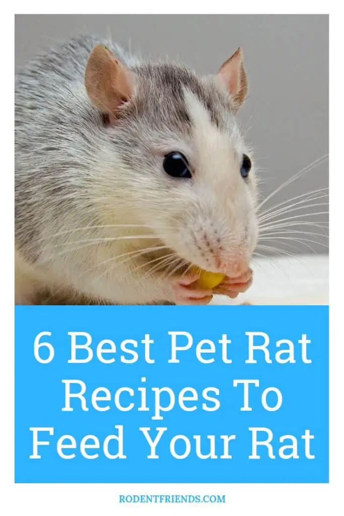  Best Recipes To Feed Your Rat Pinterest Cover
