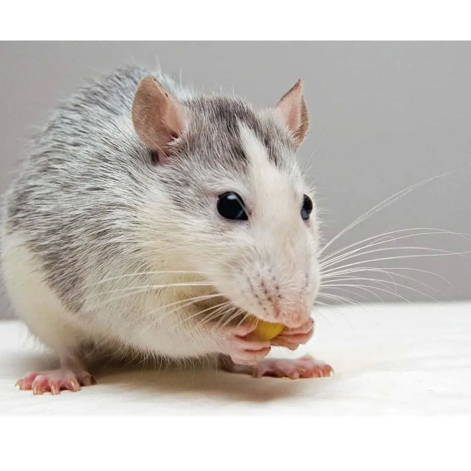 6 Best Recipes To Feed Your Rat Thumbnail