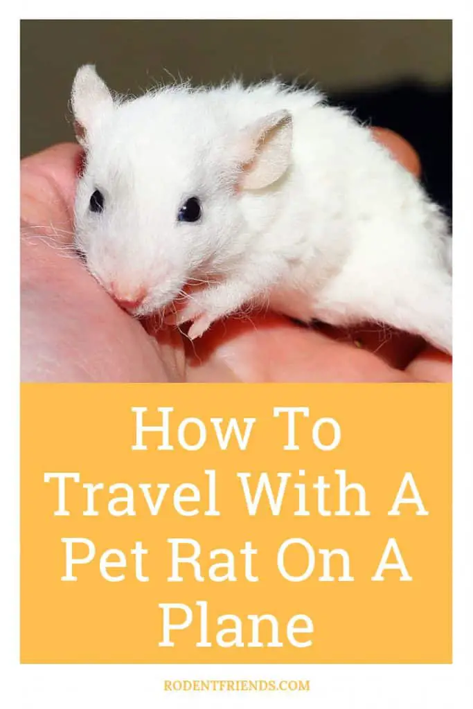 How To Travel With A Pet Rat On A Plane Pinterest cover