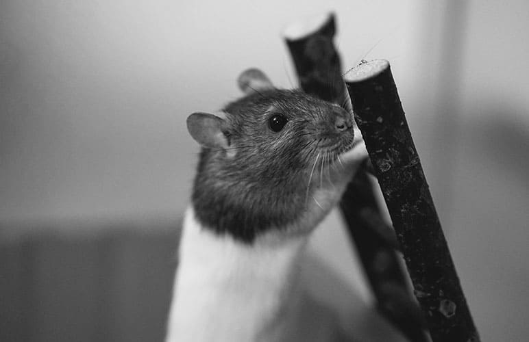 Enrich your pet rats environment with toys like this one, a simple wooden ladder!